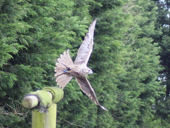 Turbary Woods Owl and Bird of Prey Sanctuary